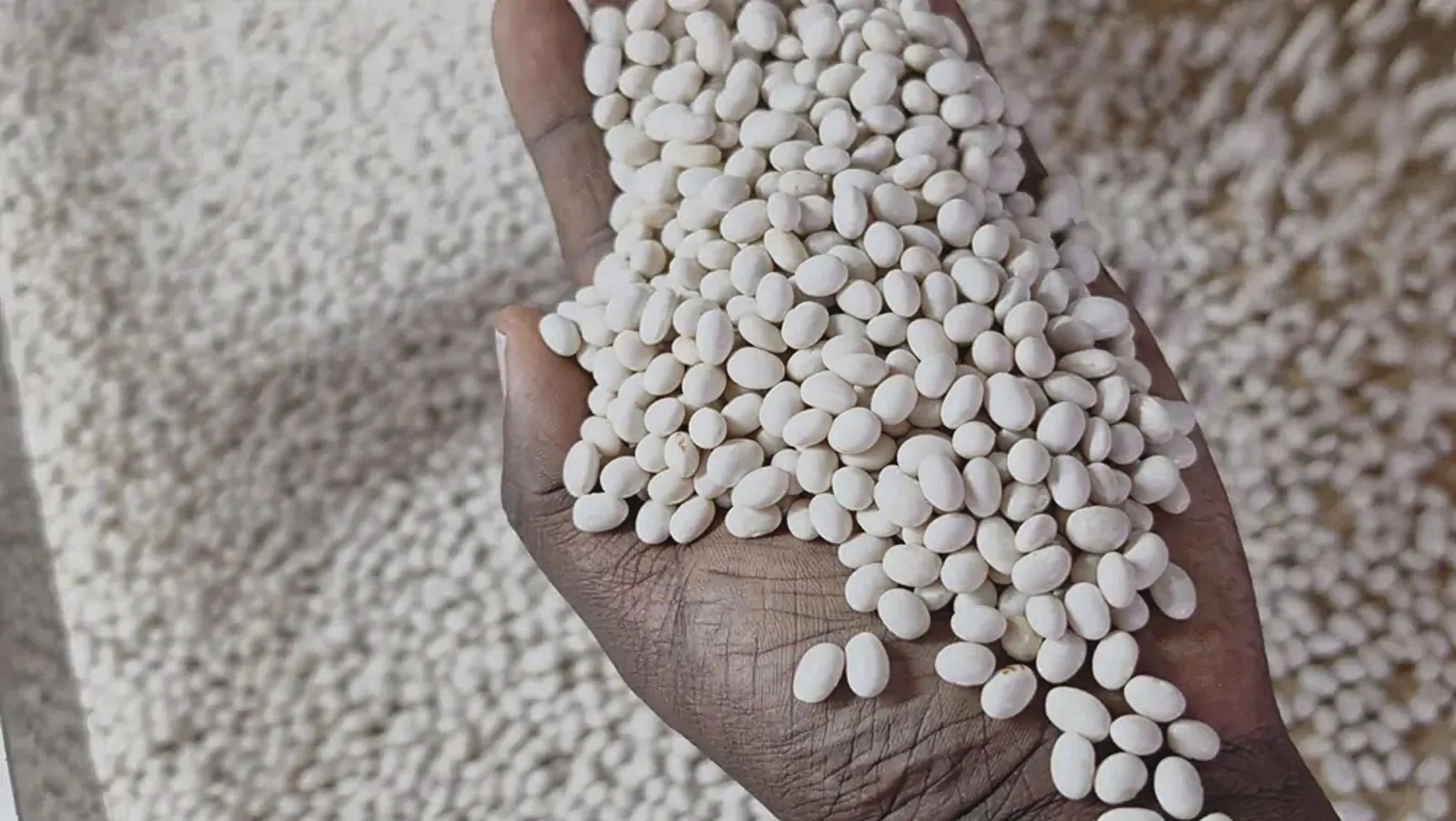 5TPH vs 10TPH Beans Cleaning Plant: a Trading Company in Addis Ababa Finally Decided to Upgrade